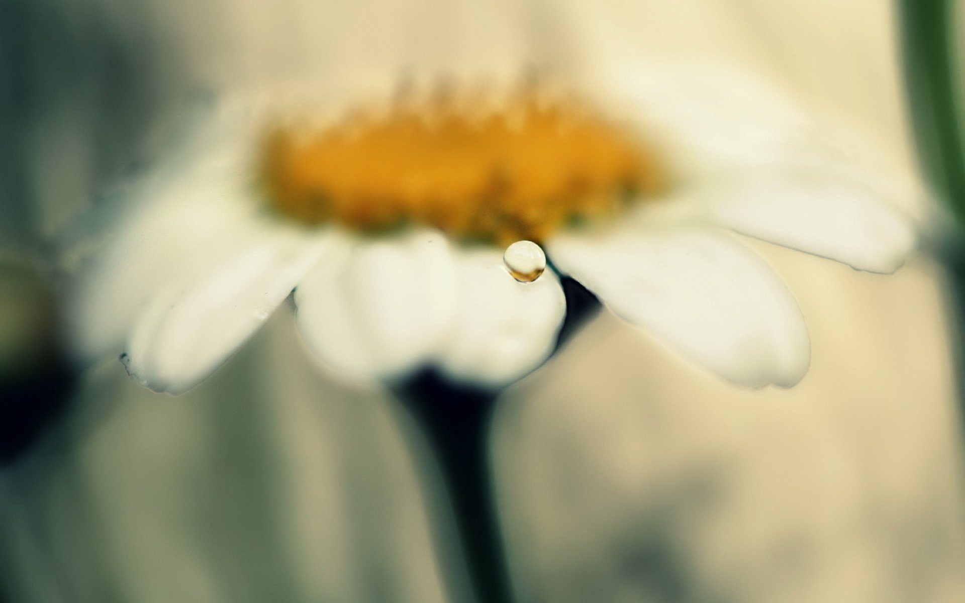 HD desktop wallpaper featuring a close-up of a dew drop on a white daisy petal with a soft, blurred natural background.