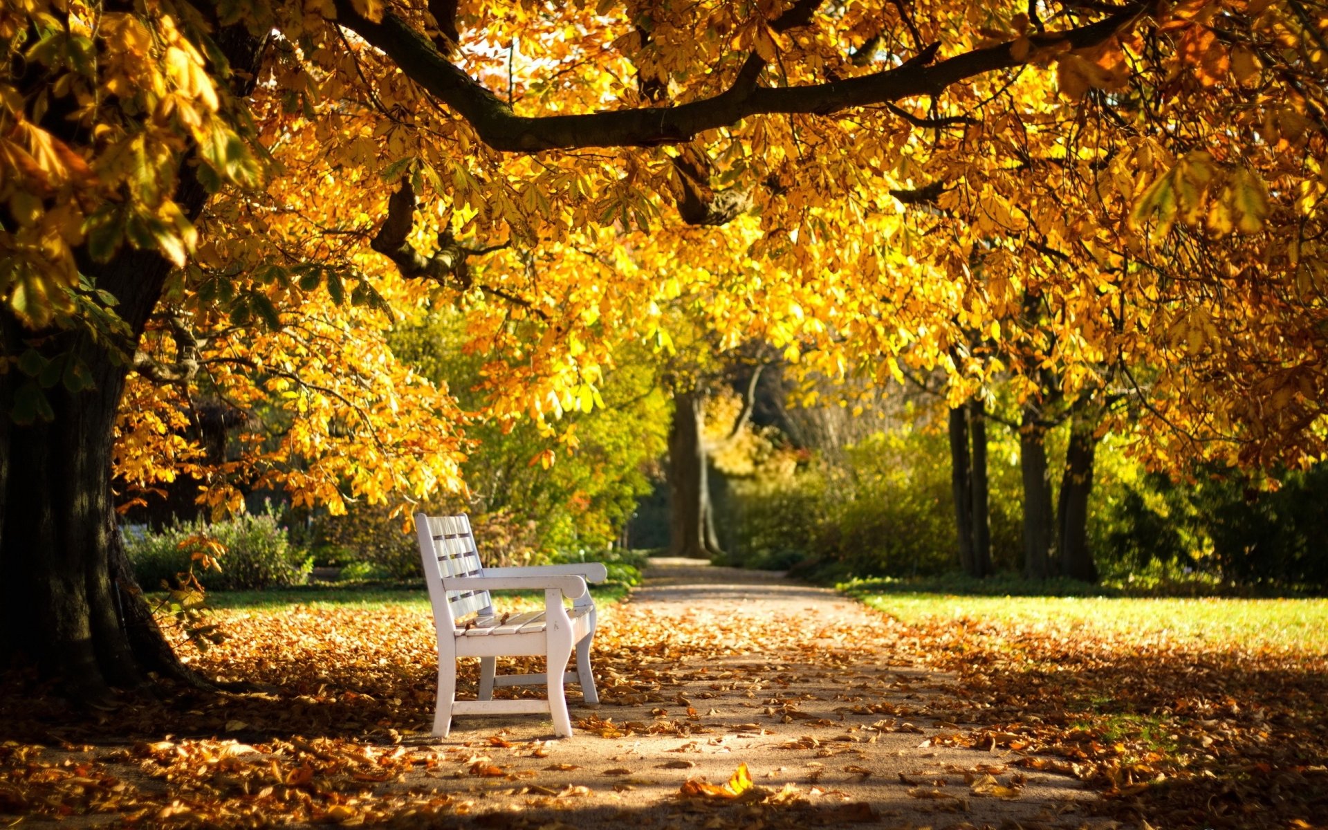 A white man-made bench rests beneath golden autumn leaves in a sunlit park, captured in this HD PC desktop wallpaper and background.