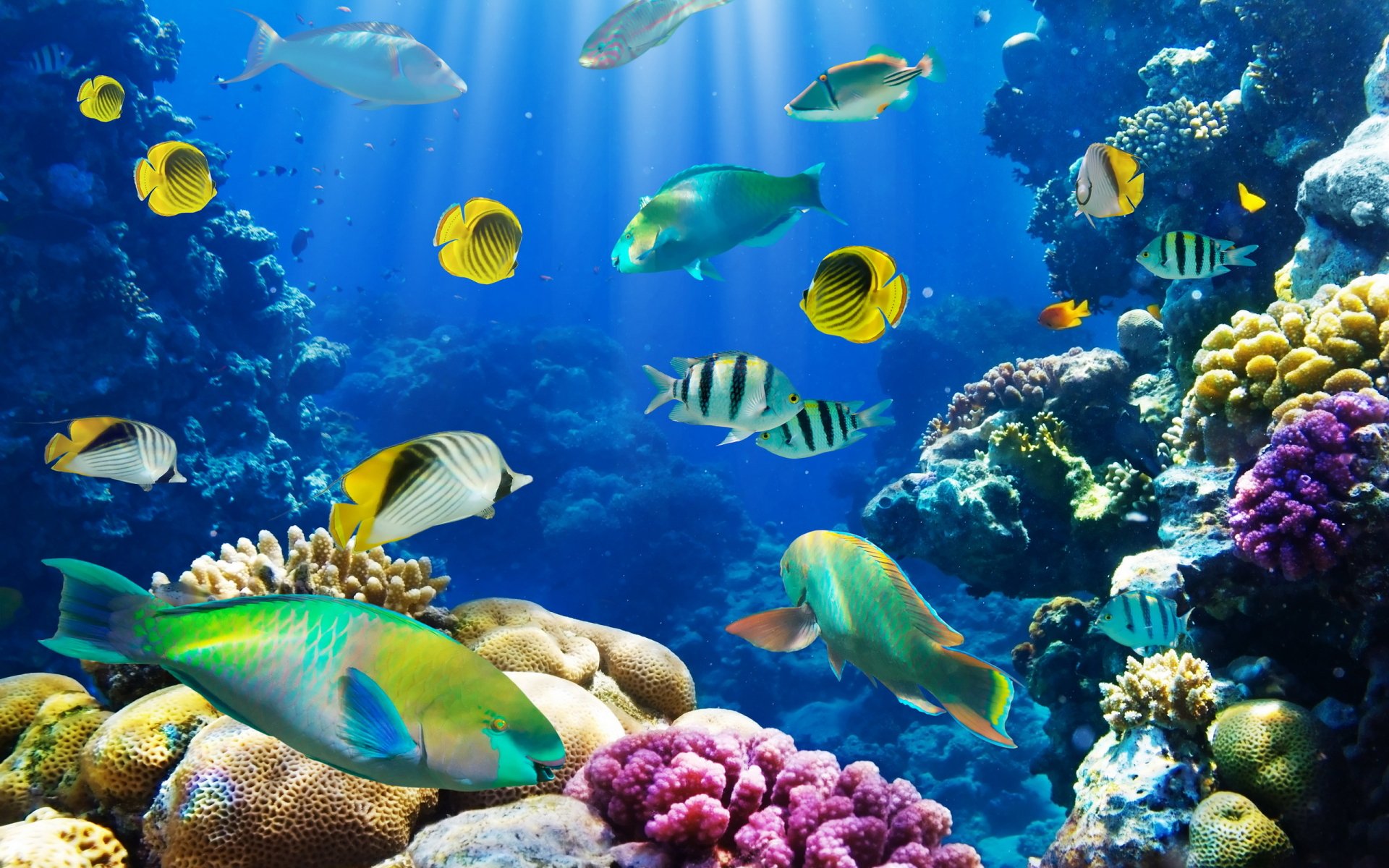 HD desktop wallpaper showcasing a vibrant underwater scene with colorful fish swimming amongst corals.