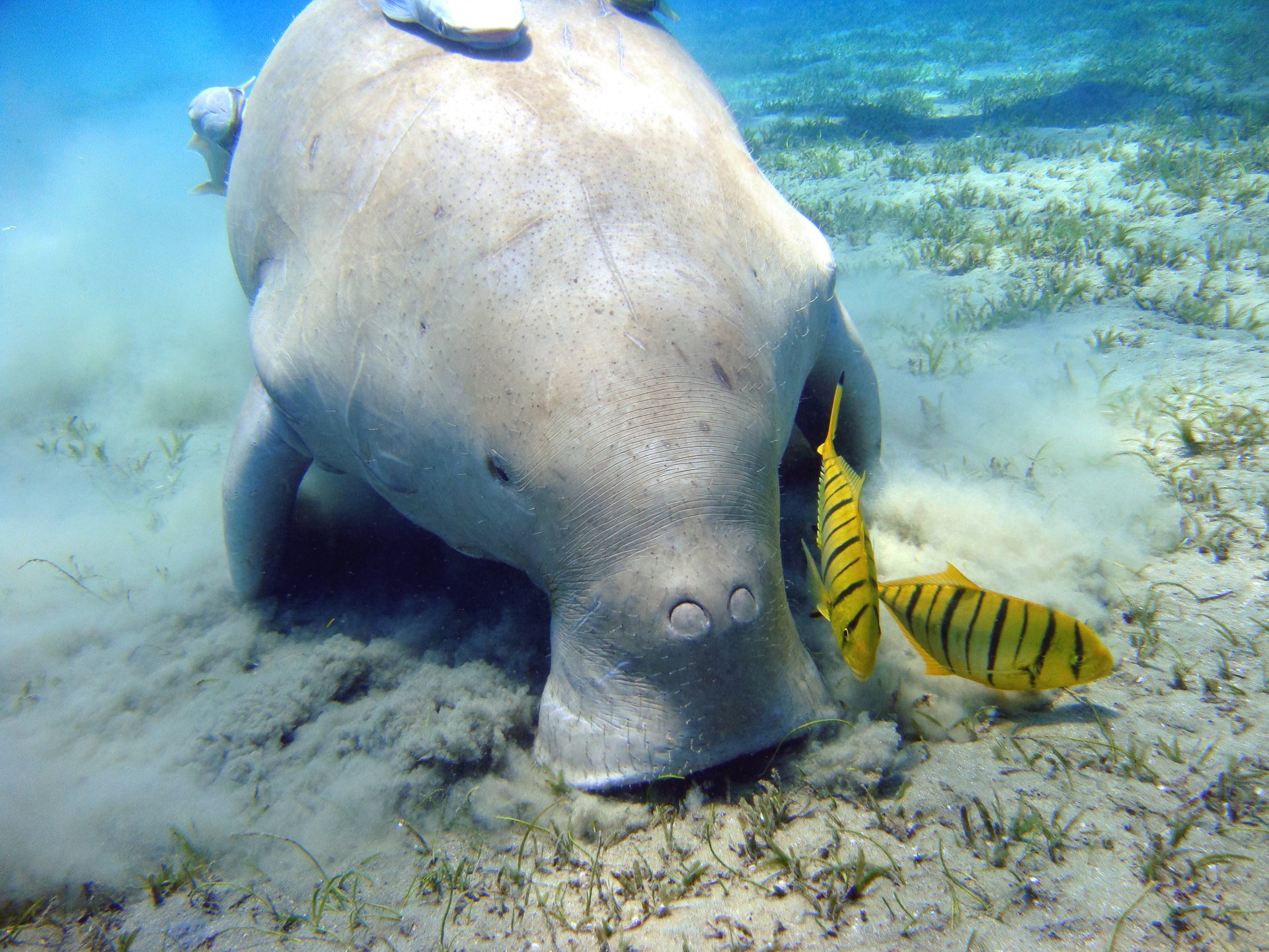 Download Animal Dugong HD Wallpaper