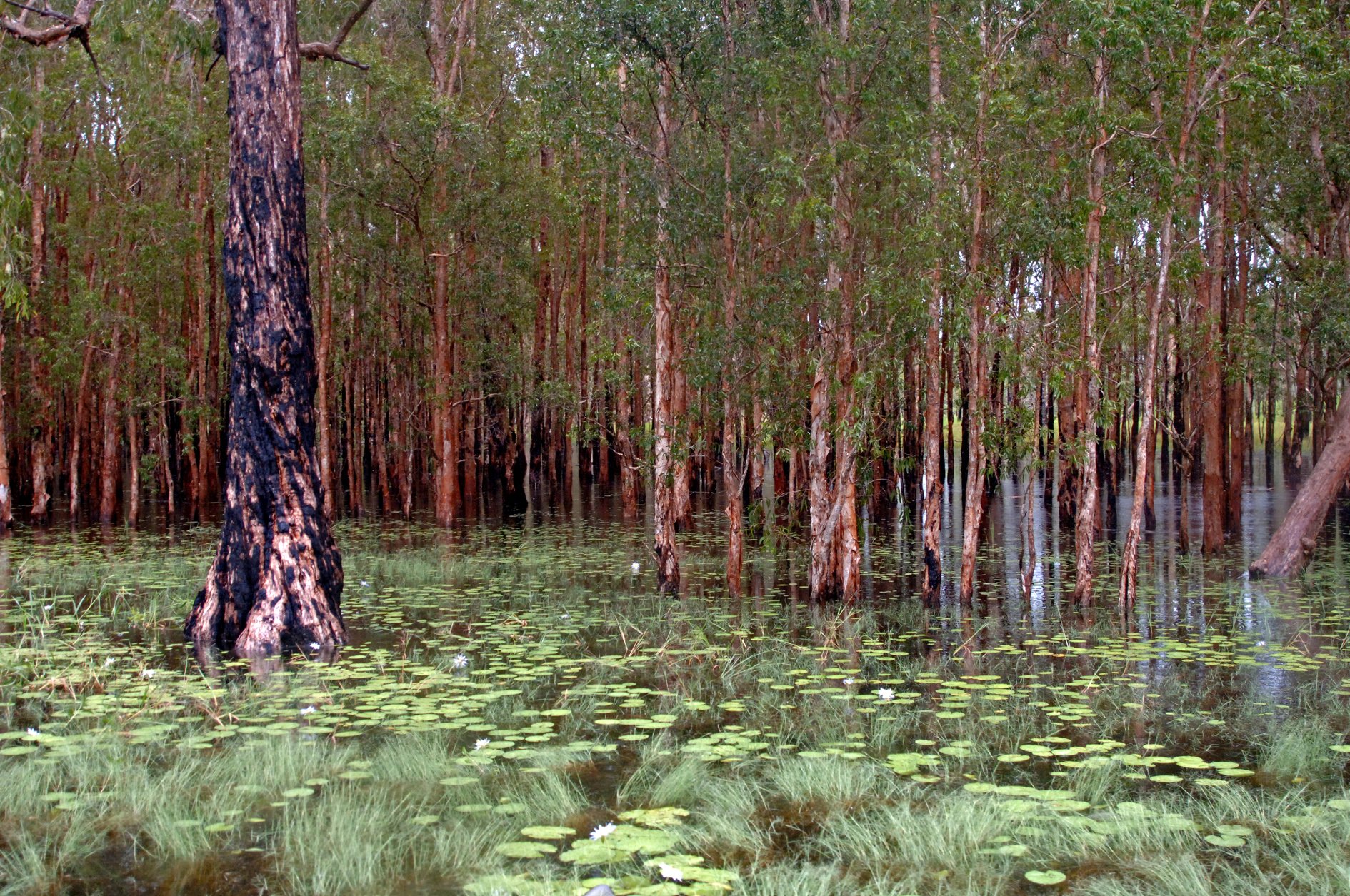 HD PC desktop wallpaper: Kakadu National Park nature scene — flooded woodland with standing trees reflected in calm water and floating lily pads.