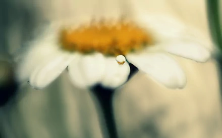 HD desktop wallpaper featuring a close-up of a dew drop on a white daisy petal with a soft, blurred natural background.