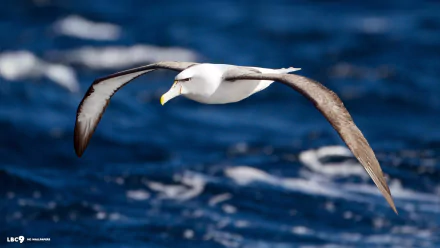 Animal albatross HD Desktop Wallpaper | Background Image