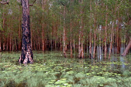 HD PC desktop wallpaper: Kakadu National Park nature scene — flooded woodland with standing trees reflected in calm water and floating lily pads.