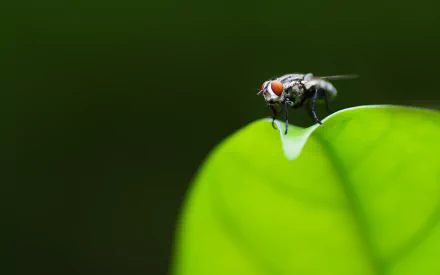 Animal fly HD Desktop Wallpaper | Background Image