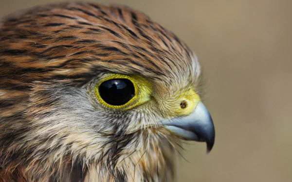 A close-up of a hawk's head, showcasing its striking yellow eye and intricate feather patterns. This HD image serves as an engaging desktop wallpaper and background.