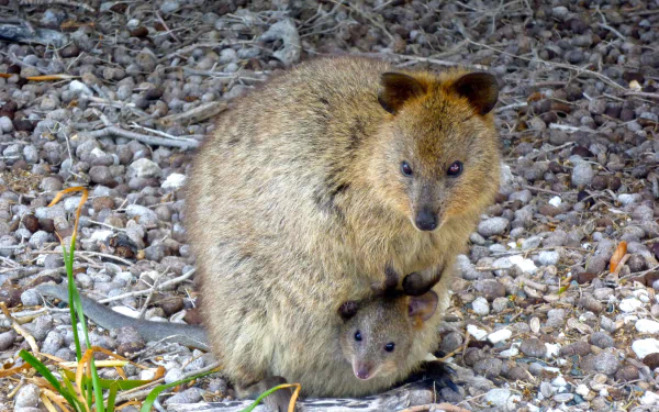 Close-up of a quokka and its joey nestled on rocky ground, captured in vibrant detail for a 4K Ultra HD PC desktop wallpaper background.