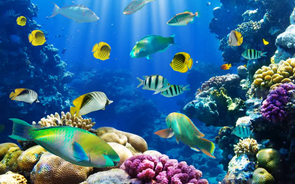 Animal fish HD Desktop Wallpaper | Background Image