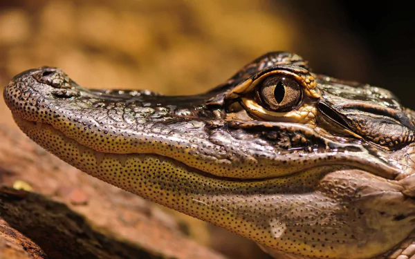 Close-up HD PC desktop wallpaper of an alligator's head showcasing detailed textured skin and sharp eye, set against a blurred natural background.