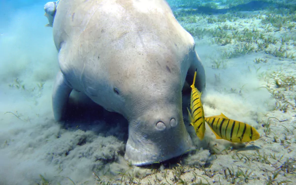 Animal dugong HD Desktop Wallpaper | Background Image
