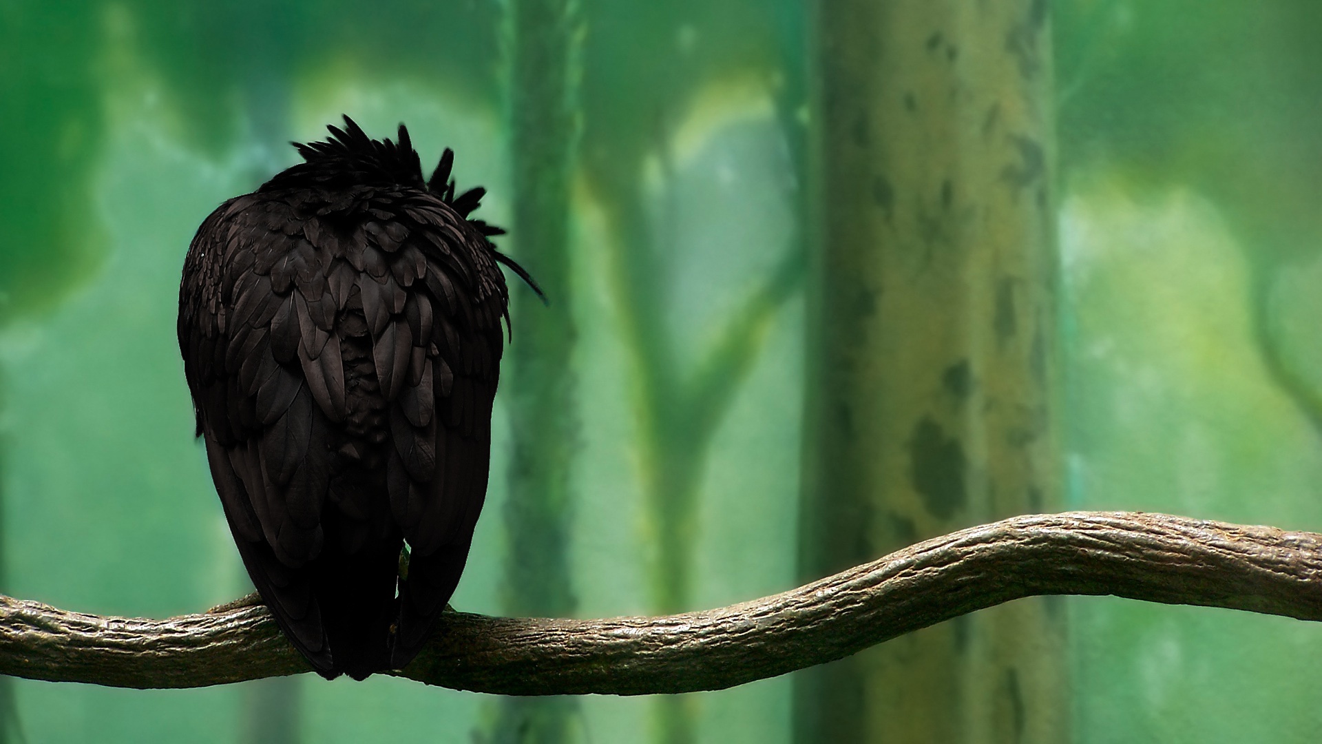 Animal Crow HD Wallpaper | Background Image