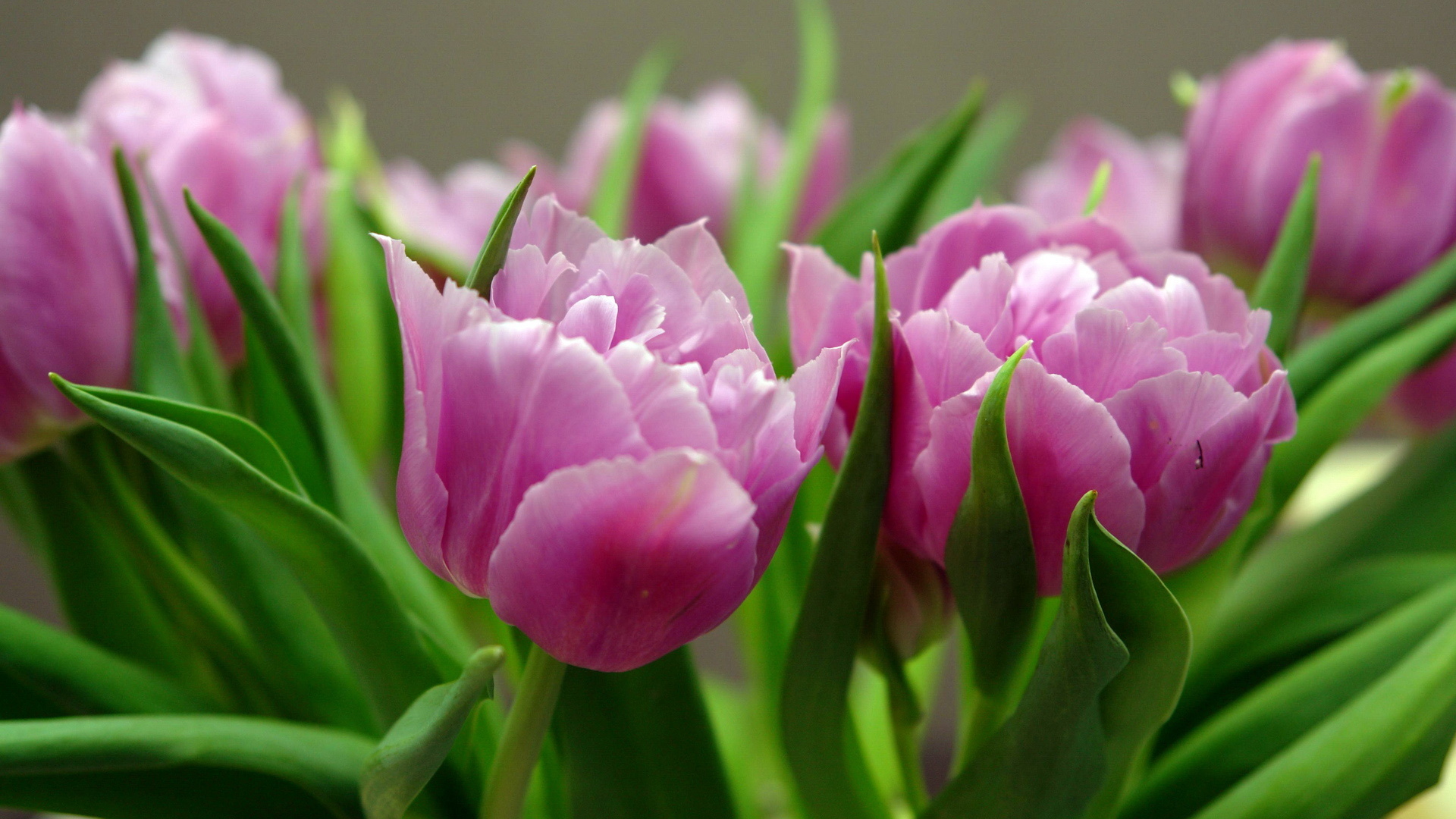 Tulip HD Wallpaper | Background Image | 1920x1080