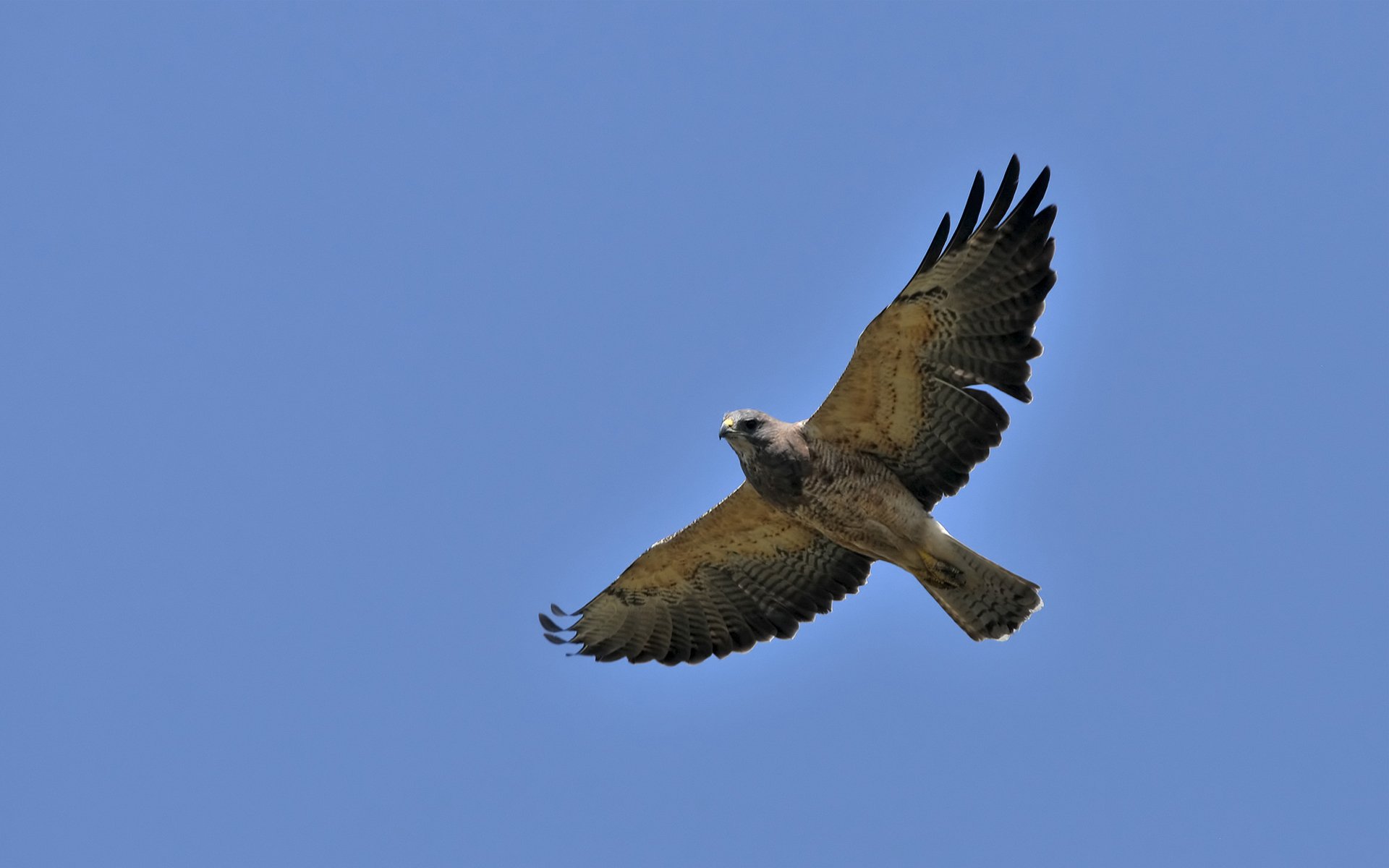 HD PC desktop wallpaper featuring a hawk in mid-flight against a clear blue sky, showcasing detailed feathers and sharp focus on the bird of prey.