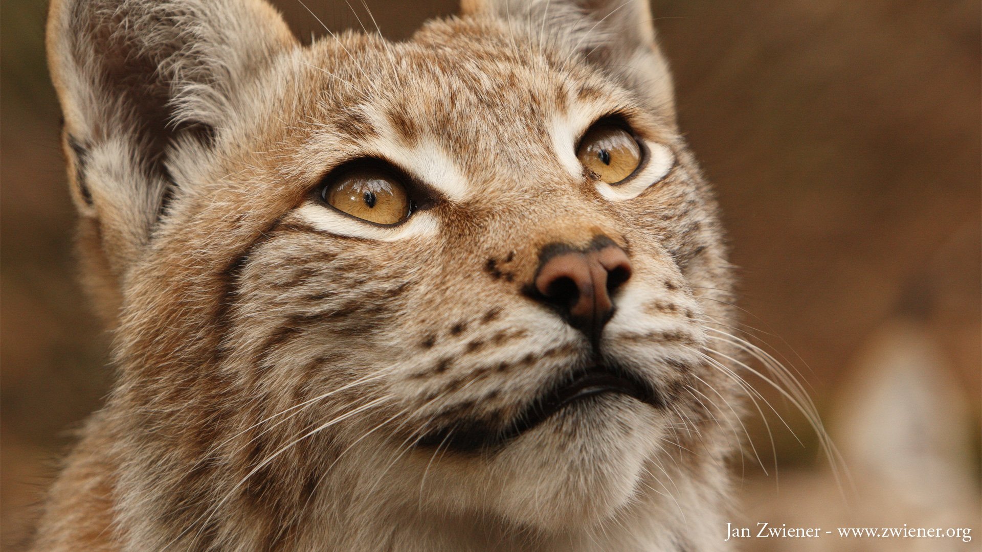Close-up HD image of a wild cat with golden eyes and detailed fur, designed as a PC desktop wallpaper showcasing natural animal beauty.