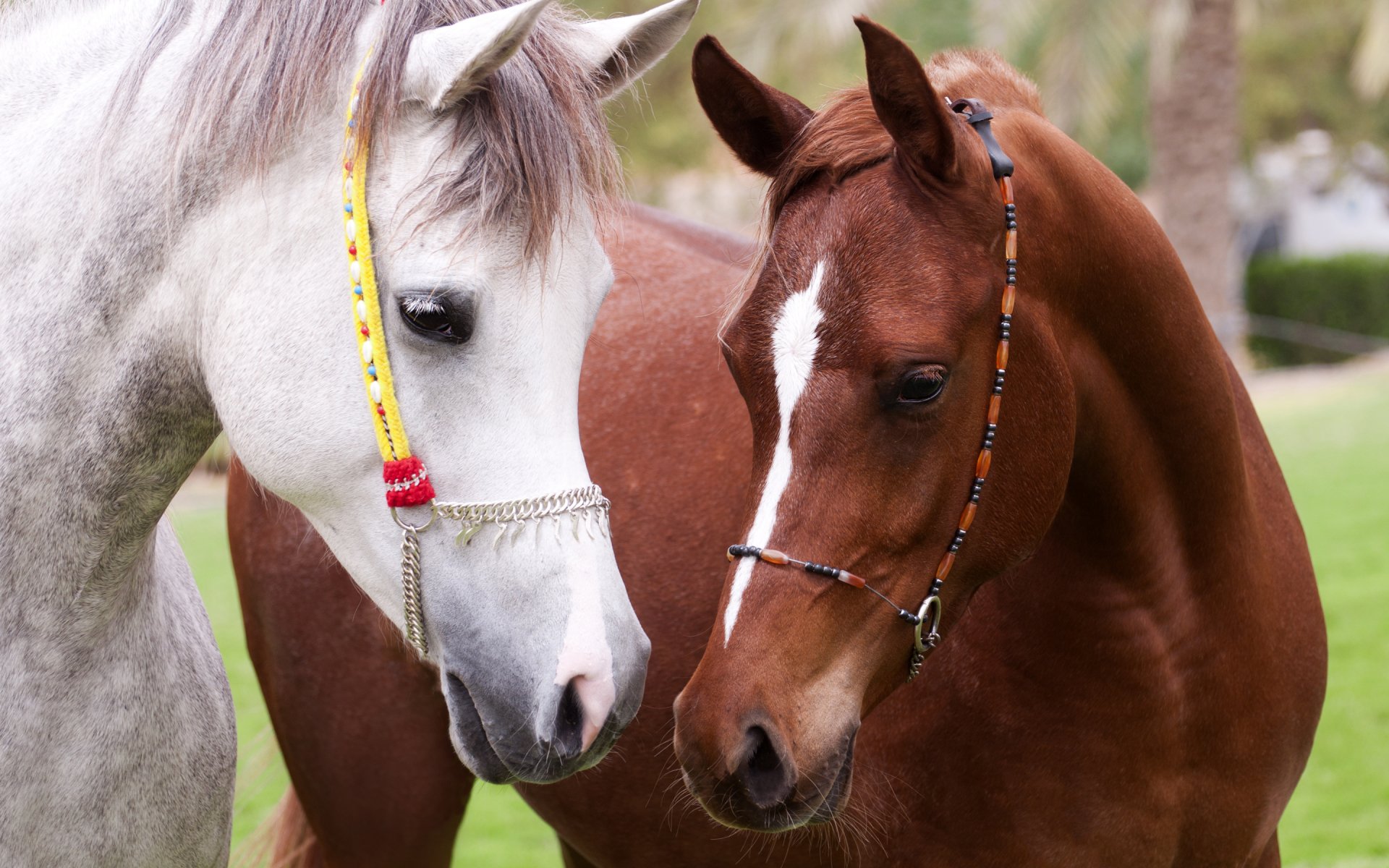 Two horses, one gray with a colorful halter and one brown with a simple bridle, stand closely together in a lush green setting, creating a serene HD desktop wallpaper.