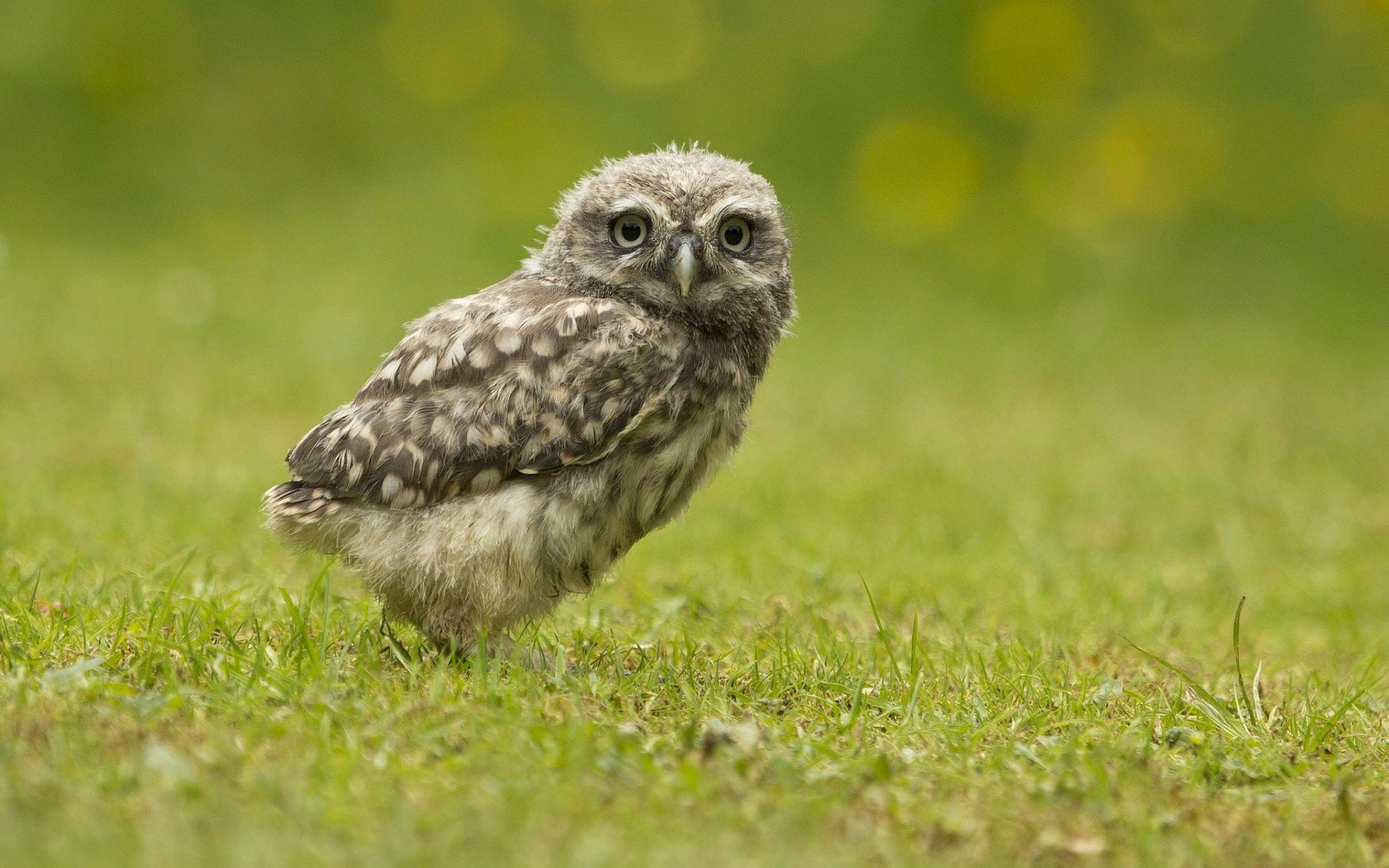 Download Animal Owl HD Wallpaper