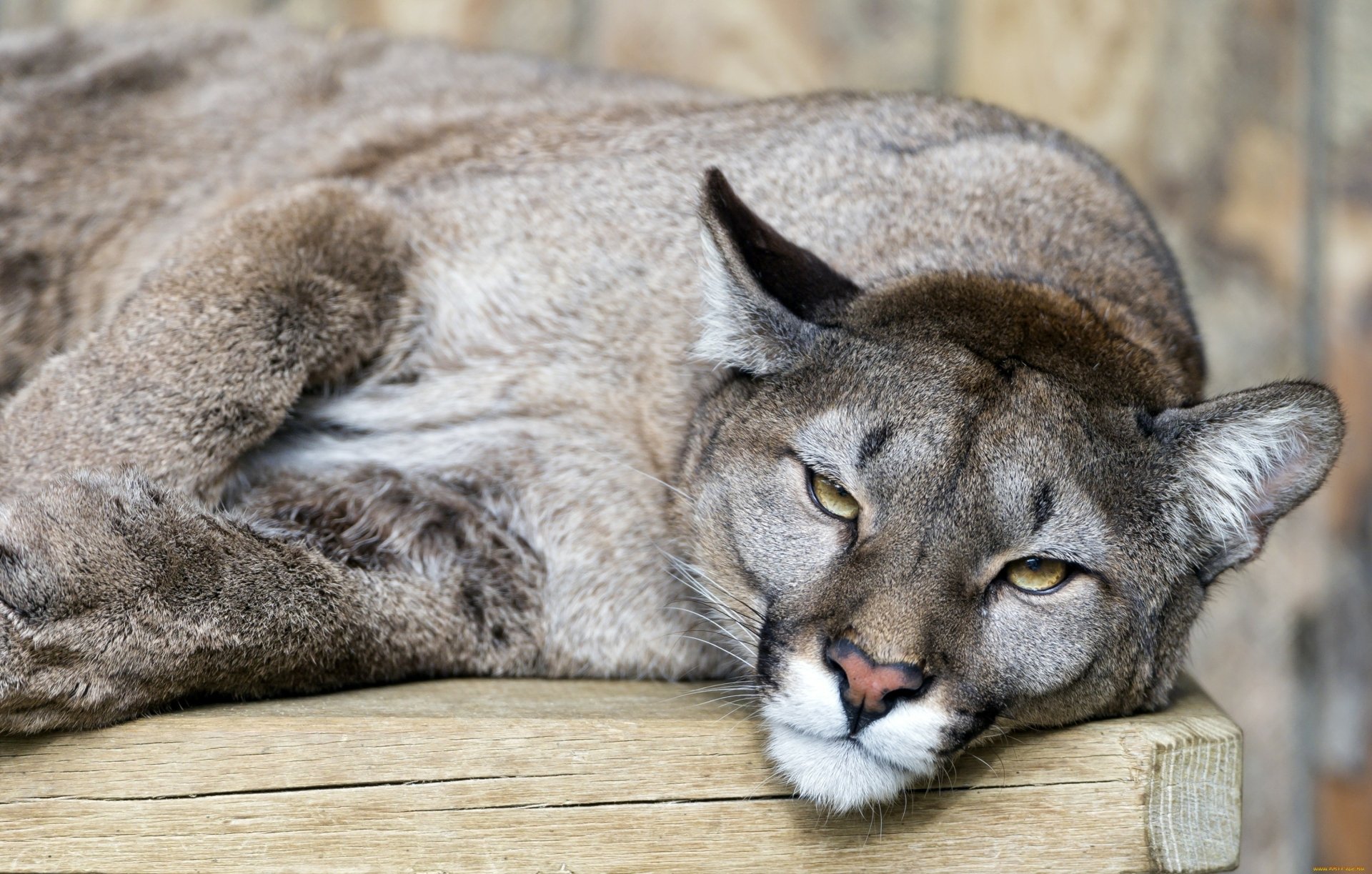 HD PC desktop wallpaper featuring a close-up of a cougar resting on a wooden surface with a blurred natural background.