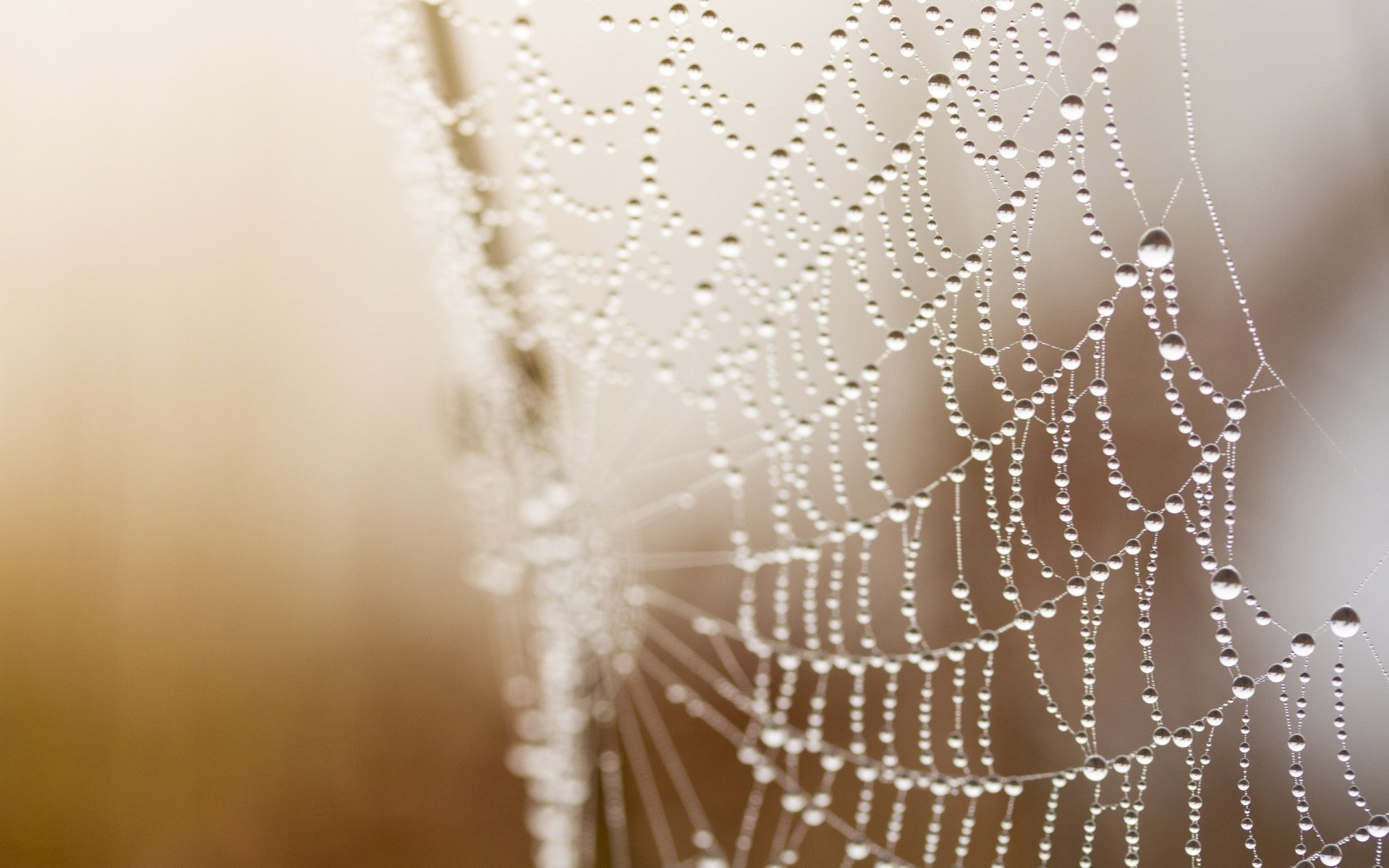 Spider Web  HD Wallpaper Background  Image  2560x1600 