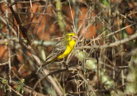 Yellow canary perched among dry twigs, presented as a 2K Quad HD PC desktop wallpaper and background.