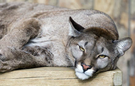 HD PC desktop wallpaper featuring a close-up of a cougar resting on a wooden surface with a blurred natural background.