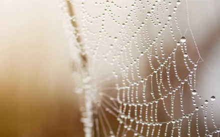 photography spider web HD Desktop Wallpaper | Background Image