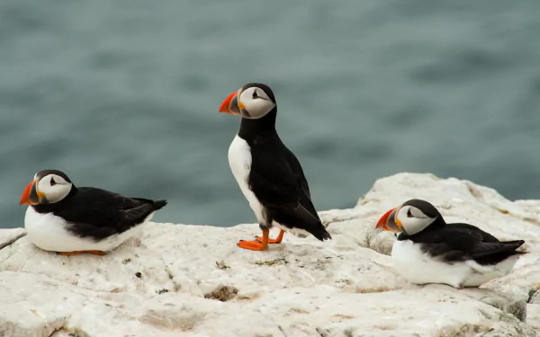 Animal puffin HD Desktop Wallpaper | Background Image