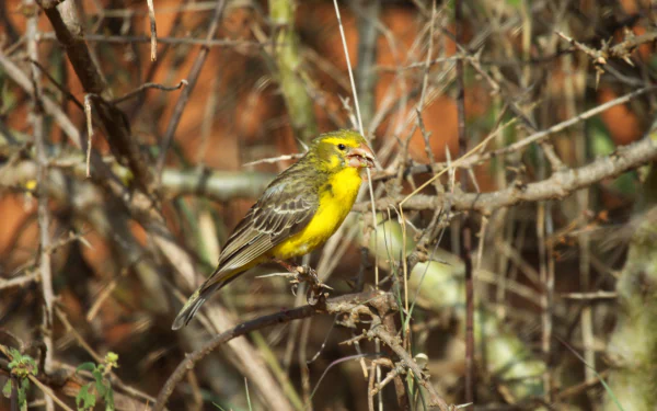 Yellow canary perched among dry twigs, presented as a 2K Quad HD PC desktop wallpaper and background.