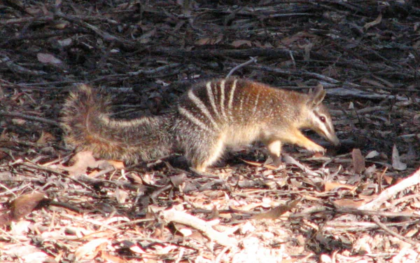 Animal numbat HD Desktop Wallpaper | Background Image