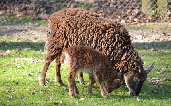 A detailed 4K Ultra HD image of a goat and its kid grazing on green grass near a fence in a natural outdoor setting.