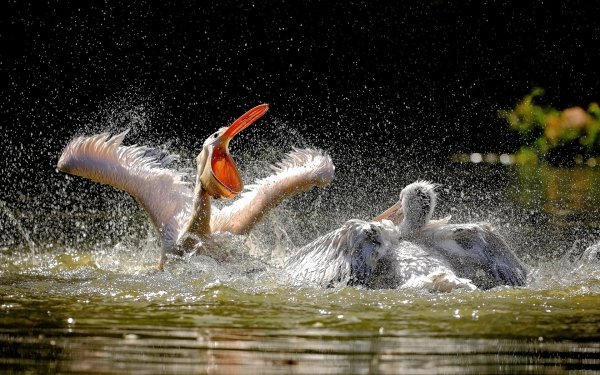 Animal Pelican Birds Pelicans HD Wallpaper | Background Image