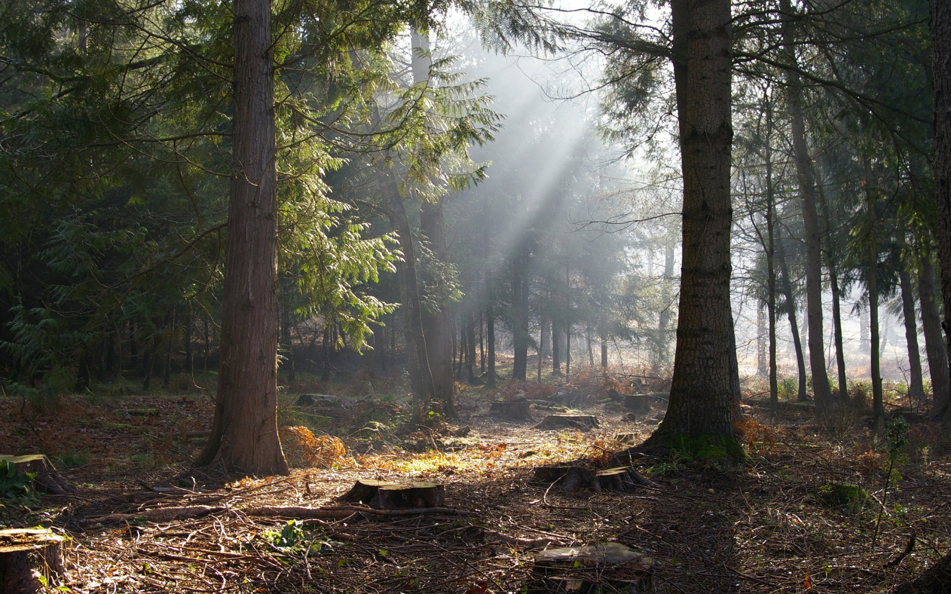 HD PC desktop wallpaper showcasing sunlight streaming through dense forest trees, illuminating the forest floor and highlighting the natural beauty of the woodland scene.