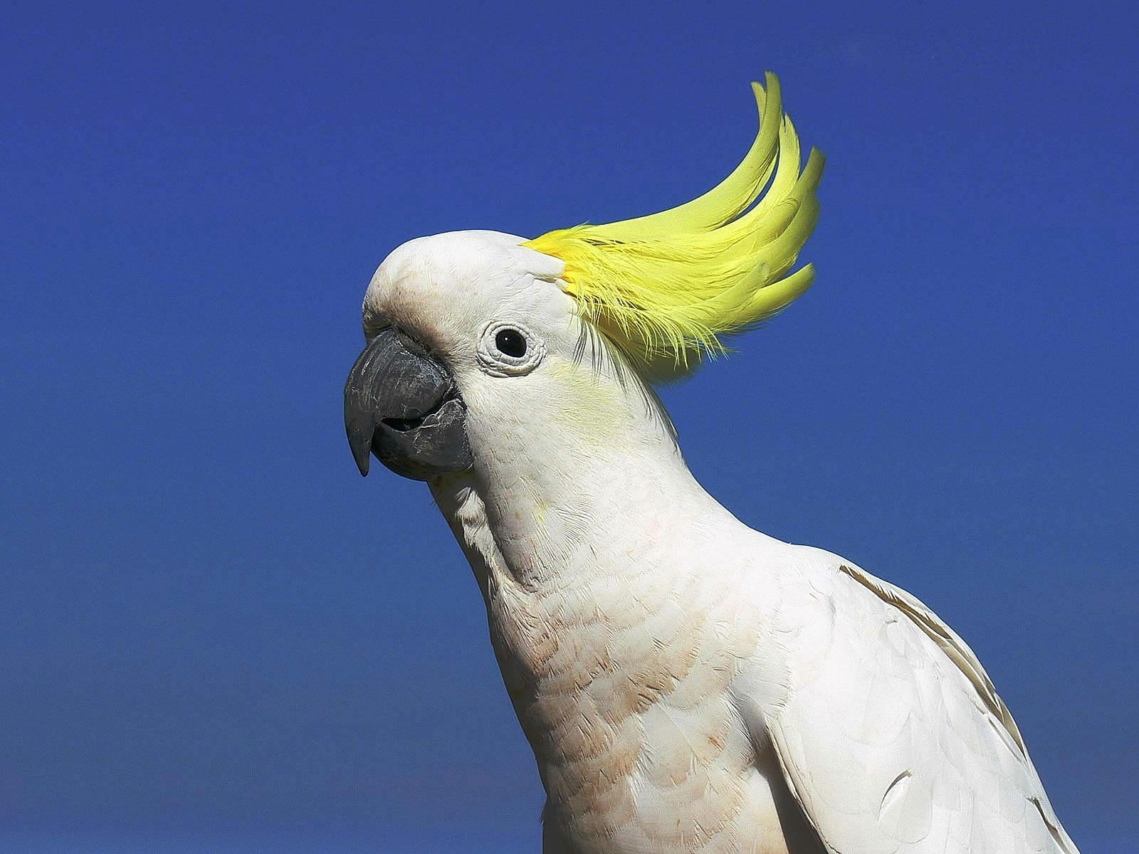 Download Cockatoo Animal Sulphur-crested Cockatoo Wallpaper