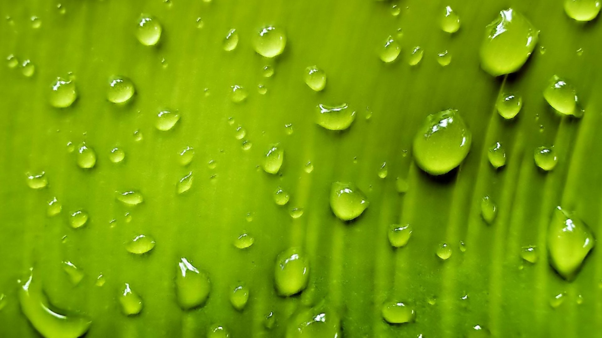 HD PC desktop wallpaper: macro nature shot of a bright green leaf with glistening water droplets.
