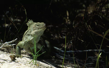 Animal iguana HD Desktop Wallpaper | Background Image