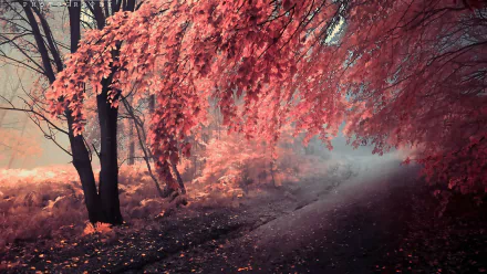 HD desktop wallpaper featuring a pathway surrounded by vibrant red autumn foliage and mist, creating a serene and enchanting atmosphere.