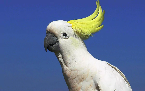 cockatoo Animal Sulphur-crested cockatoo HD Desktop Wallpaper | Background Image