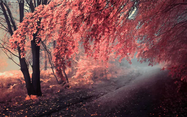 HD desktop wallpaper featuring a pathway surrounded by vibrant red autumn foliage and mist, creating a serene and enchanting atmosphere.