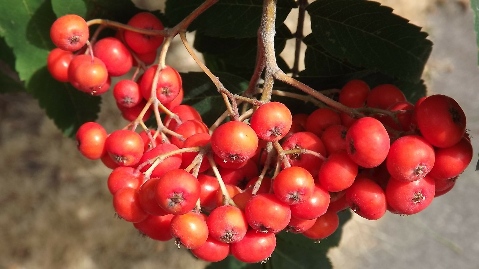 Download Nature Rowan HD Wallpaper