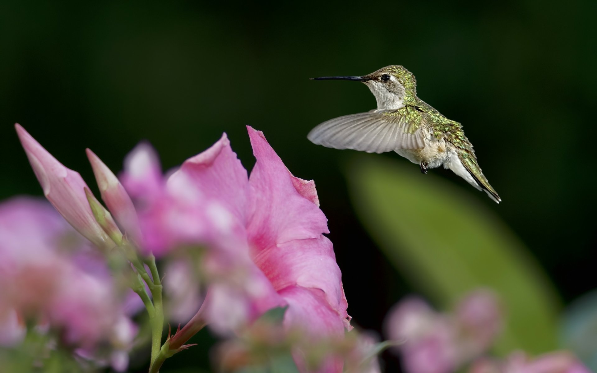 Download Animal Hummingbird HD Wallpaper | 2880x1800 | Wallpaper Abyss