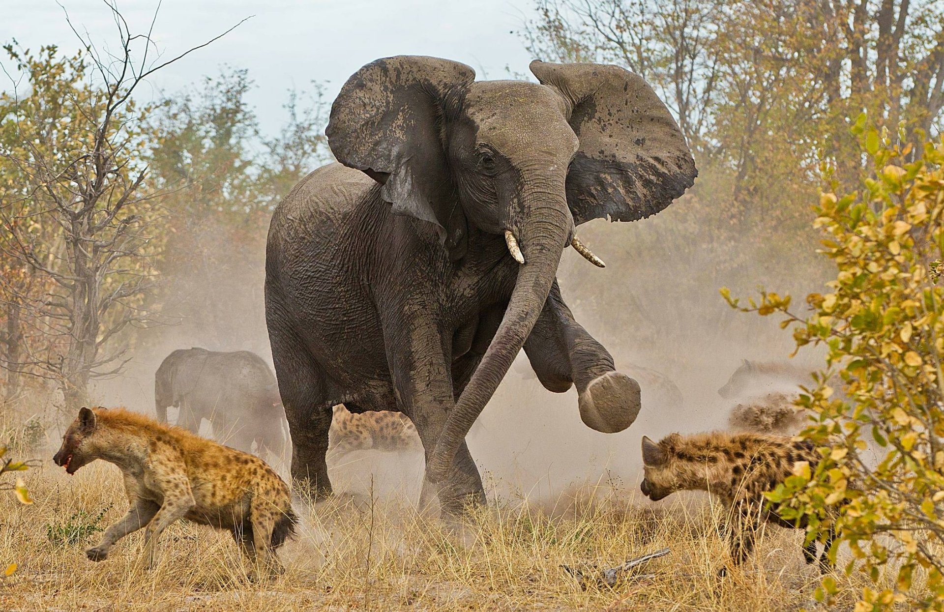 Download Survival Fight Animal African Bush Elephant HD Wallpaper