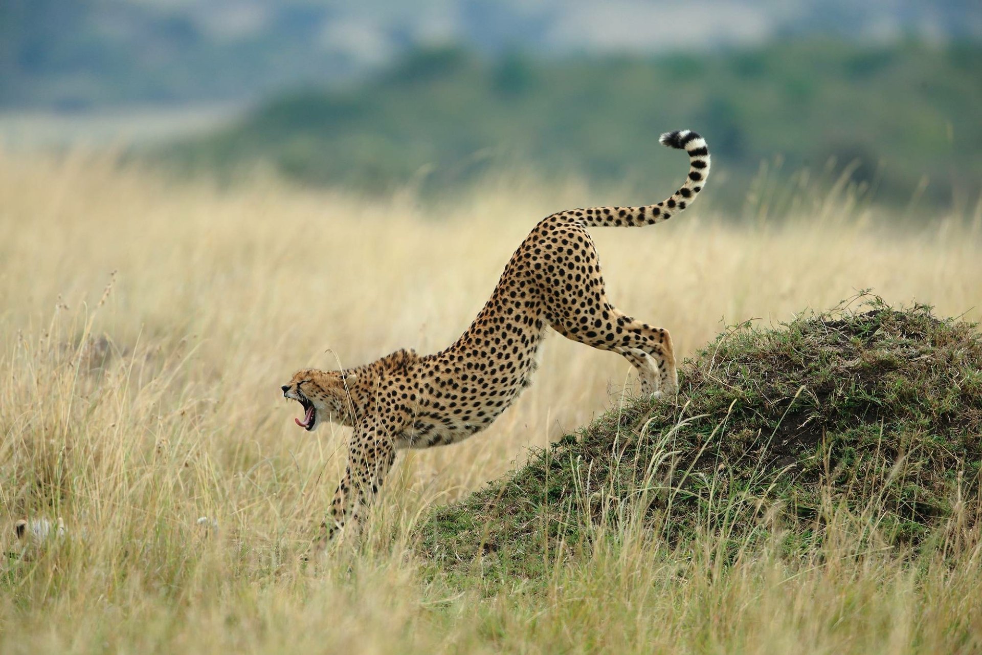 Download Morning Yawn Animal Cheetah HD Wallpaper