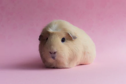 HD desktop wallpaper featuring a light beige guinea pig against a soft pink background, showcasing the animal's calm and gentle nature.