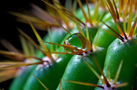 nature water drop HD Desktop Wallpaper | Background Image