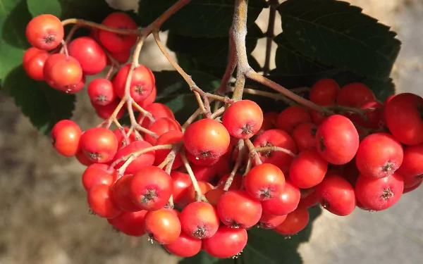 nature rowan HD Desktop Wallpaper | Background Image
