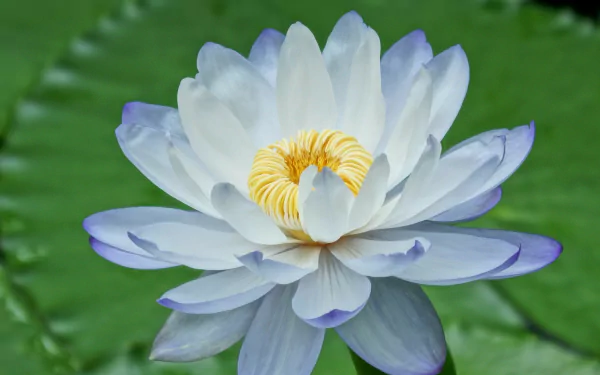 nature lotus HD Desktop Wallpaper | Background Image