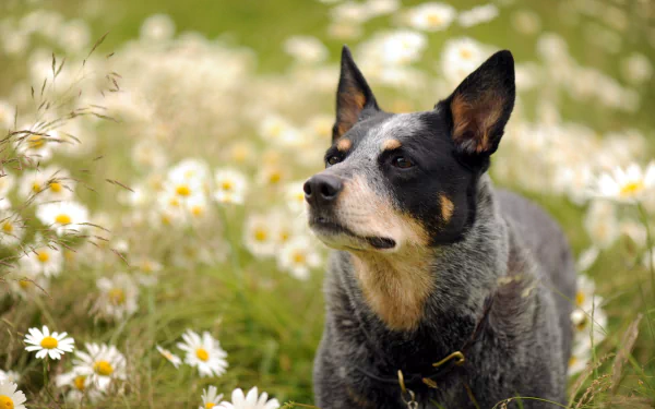 dog Animal australian cattle dog HD Desktop Wallpaper | Background Image