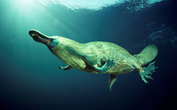 HD PC desktop wallpaper featuring a platypus swimming underwater, illuminated by sun rays filtering through the surface.