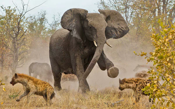  Alone in the Wild