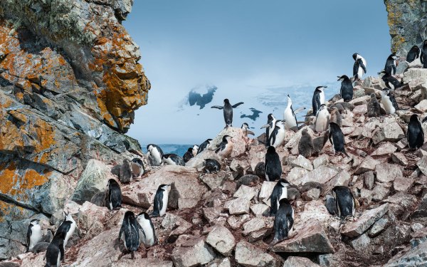 Animal Penguin Birds Penguins Party HD Wallpaper | Background Image