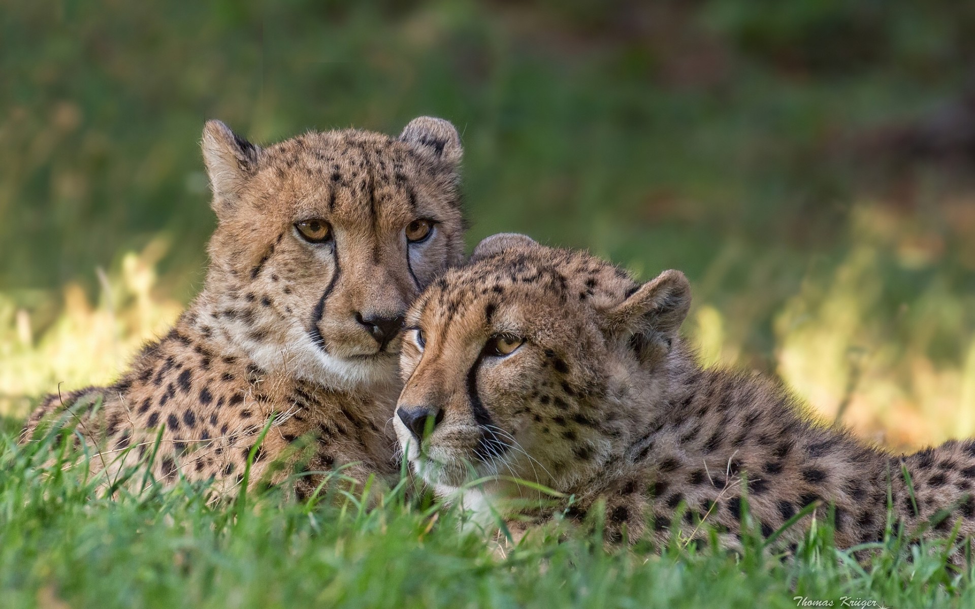 Animal Cheetah HD Wallpaper
